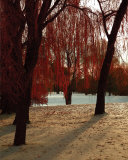 Buy Autumn Snow I at AllPosters.com