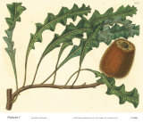 Buy Palmetto I at AllPosters.com