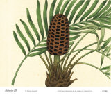 Buy Palmetto III at AllPosters.com