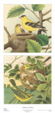 Goldfinch & Warbler