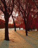 Buy Autumn Snow II at AllPosters.com