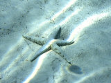 Sea Star Abstract