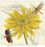 Buy Indian Cup at AllPosters.com