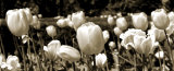 Buy Tulips in the Breeze II at AllPosters.com