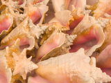 Conch Shells, Blue Hill Beach, Turks and Caicos, Caribbean