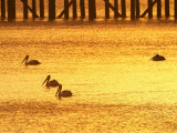 Sunrise and Pelicans by Urangan Pier, Hervey Bay, Queensland, Australia