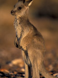 Red Kangaroos Joey, New South Wales, Australia