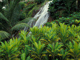 Buy Shaw Park Gardens, Jamaica, Caribbean at AllPosters.com