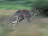 Eastern Grey Kangaroo, Wilsons Promontory National Park, Australia