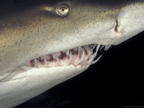 Buy Underwater View of a Sand Tiger Shark, South Africa at AllPosters.com