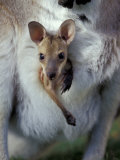 Red-necked Wallaby Joey in Pouch, Bunya Mountain National Park, Australia