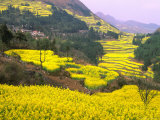 Buy Terraced Fields of Yellow Rape Flowers, China at AllPosters.com