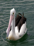 Pelican, Sydney Harbor, Australia