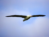 Royal Albatross, Dunedin, South Island, New Zealand