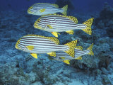 Buy Oriental Sweetlips, Maldives at AllPosters.com