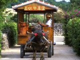 Water Buffalo Cart, Taketomi Island, Okinawa, Japan