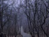 Buy Mountain Forest Path, Mt. Huangshan (Yellow Mountain), China at AllPosters.com