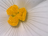 Begonia Flower