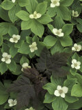 Buy Maple Seedling in Bunchberry, Michigan, USA at AllPosters.com