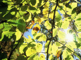 Buy Leaves and Large Seeds, Jasmund National Park, Island of Ruegen, Germany at AllPosters.com