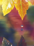Vine Maple Leaf, USA