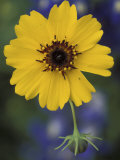 Buy Plain Coreopsis, Marble Falls, Texas, USA at AllPosters.com