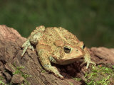 American Toad on Log, Eastern USA