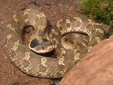 Buy Eastern Hognose Snake Showing Excited Cobra-like Flaring of the Neck, Eastern US at AllPosters.com