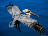 Male Brown Pelican in Breeding Plumage, Mexico