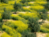 Buy Olive Trees, Provence of Granada, Andalusia, Spain at AllPosters.com