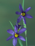 Buy Blue Eyed Grass, Clarkston, Michigan, USA at AllPosters.com
