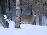 Buy White-Tailed Deer Buck, Tettegouche State Park, Minnesota, USA at AllPosters.com