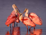 Four Roseate Spoonbills at Dawn