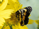 Buy Border Patch Butterfly on Cowpen Daisy at AllPosters.com