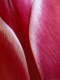 Buy Tulip Detail, Rochester, Michigan, USA at AllPosters.com