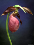 Buy Pink Lady Slipper, St. Clair Nature Preserve, Michigan, USA at AllPosters.com