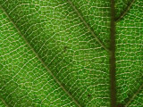 Buy Close-up of Green Leaf, Jasmund National Park, Island of Ruegen, Germany at AllPosters.com