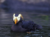 Tufted Puffin