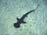 Buy Hammerhead Shark, Atlantis Resort, Bahamas, Caribbean at AllPosters.com