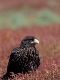 Buy A Johnny Rooks in Sheep Sorel, Steeple Jason Island, Falklands at AllPosters.com