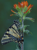 Buy Tiger Swallowtail on Indian Paintbrush, Houghton Lake, Michigan, USA at AllPosters.com