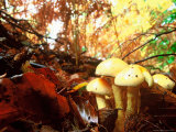 Buy Mushrooms Growing Among Autumn Leaves, Jasmund National Park, Island of Ruegen, Germany at AllPosters.com