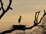 Jabiru on Nest at Dusk, Pantanal, Brazil