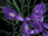 Buy Wild Iris, Oregon Coast, USA at AllPosters.com
