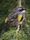 Male Yellow-Rumped Warbler
