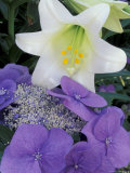Hydrangea and Easter Lily, Cincinatti, Ohio, USA