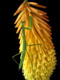 Praying Mantis on Red Hot Poker Plant, Rochester Hills, Michigan, USA
