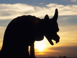 Buy Sunset on Chimera of Notre Dame Cathedral, Paris, France at AllPosters.com