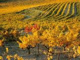 Buy Dentelles de Montmirail, Provence, France at AllPosters.com