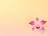 Buy Dendrobium Orchid at AllPosters.com